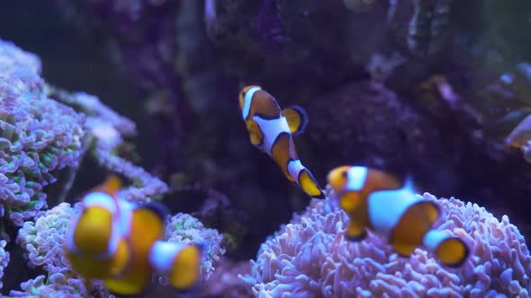 Exotic tropical Clown fish in blue water of aquarium.