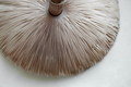 Macro photography of lamellae of a mushroom - PhotoDune Item for Sale