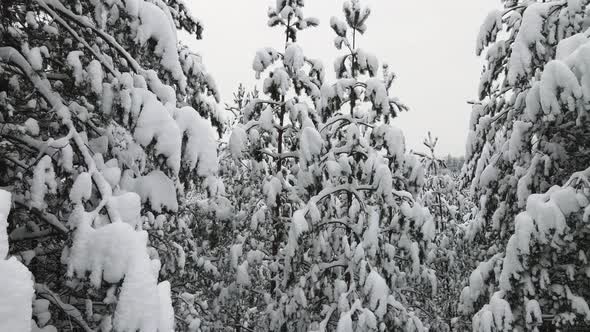 Christmas Winter Forest Spectacularly Covered with Snow Aerial View