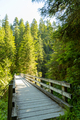 Bridge into green forest - PhotoDune Item for Sale