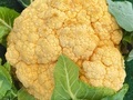 Beautiful, colorful organic cauliflower  - PhotoDune Item for Sale