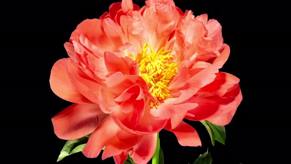 Pink Peony Open Flower in Time Lapse on a Black Background. Vedding Concept. Plant Paeonia Coral 