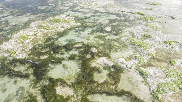 Low Tide in the Ocean Near the Coast of Zanzibar Island Tanzania