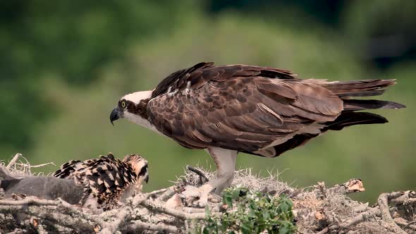 Osprey Feeding Chicks on a Nest