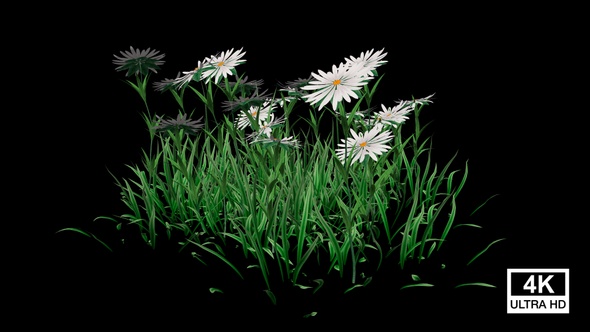 White Aster Flower Plants Growing alt
