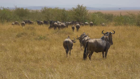 Wildebeests with calves in Masai Mara