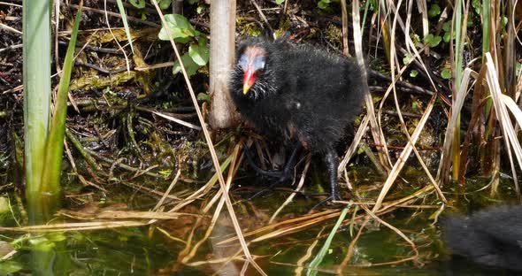 Common Moorhen or European Moorhen, gallinula chloropus, Chick, Pond in Normandy, Real time 4K