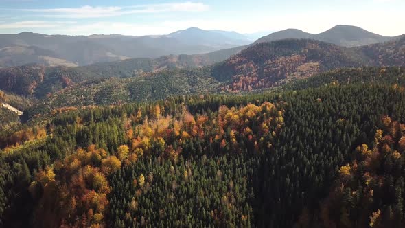 Aerial view of autumn mountain landscape with evergreen pine trees and yellow fall forest 