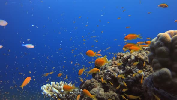 Underwater Background Tropical Ambience