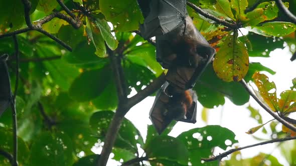 Flying Foxes Hanging on a Tree Branch and Washing Up