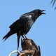 Crow Caws