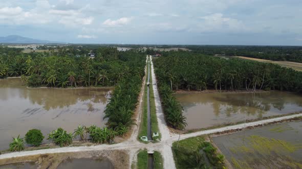 Aerial fly over rural small road in palm plantation