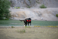 Purebred black labrador retriever retrieving a dummy out of the lake - PhotoDune Item for Sale