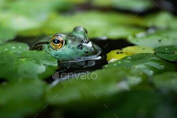 Close-up shot of American bullfrog the head out of water ready to hunt