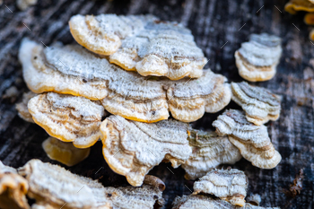 n the Mediterranean forest. Fungus growths root sponge on a tree stump. Forest mushrooms.