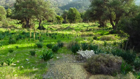 Mediterranean Landscape Drone Slowly Flying Through Olive Trees Beautiful Nature View of Green Grove