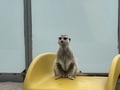 Meerkat - PhotoDune Item for Sale