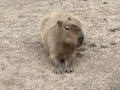 Capybara - PhotoDune Item for Sale