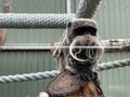 Emperor Tamarin - PhotoDune Item for Sale