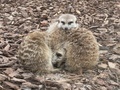 Meerkats - PhotoDune Item for Sale