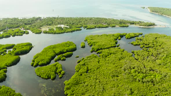 Aerial View of Mangrove Forest and River