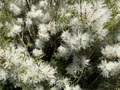 Snow in Summer - PhotoDune Item for Sale