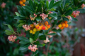 Arbutus and their flowers in a park - PhotoDune Item for Sale