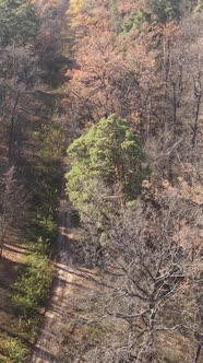 Vertical Video Forest in Autumn Aerial View Slow Motion