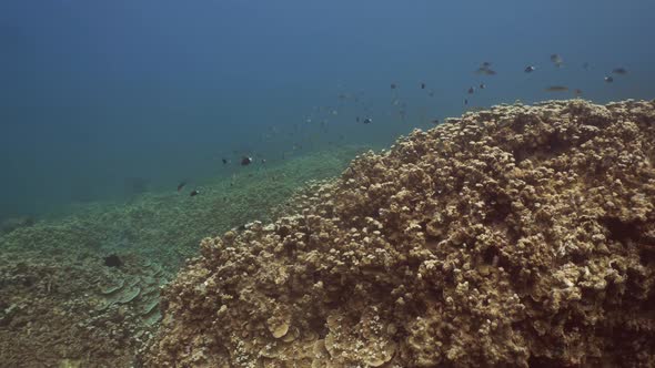 Coral Reef and Tropical Fish