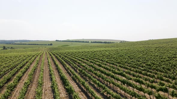 Cinematic Aerial Footage of Vineyards