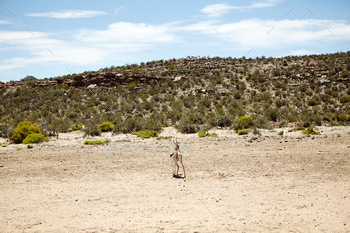 the plains of Africa
