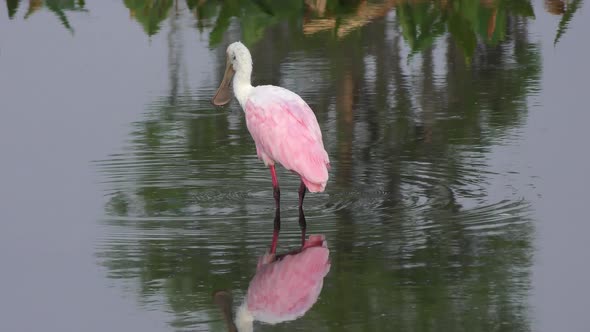  Roseate Spoonbill in a Lake