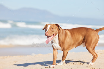 n adorable pit bull enjoying a day at the beach