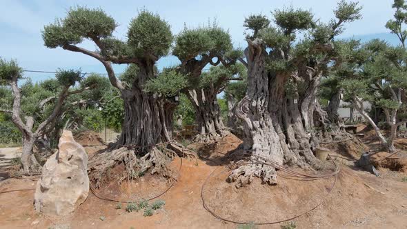 Tilt Shot of Olives Trees At Southern District Settlements Sdot Negev, Israel