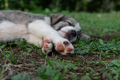 Puppy Paws - PhotoDune Item for Sale