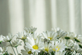 Bouquet of white chrysanthemums - PhotoDune Item for Sale