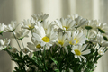 Bouquet of white chrysanthemums - PhotoDune Item for Sale
