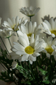 Bouquet of white chrysanthemums - PhotoDune Item for Sale
