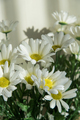 Bouquet of white chrysanthemums - PhotoDune Item for Sale