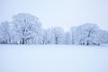 Trees covered with hoar frost on a cold winter morning in Minnesota - PhotoDune Item for Sale