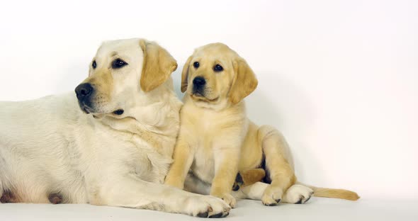 Yellow Labrador Retriever, Bitch and Puppy on White Background, Normandy, Slow Motion 4K