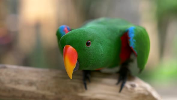 Funny Green Parrot on the Branch