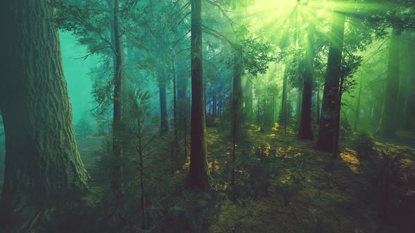 Morning Fog in the Giant Sequoias Forest