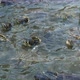 Active Small Turtles Seeking and Eating Food in Splashing Pool on a Farm in Summer  - VideoHive Item for Sale