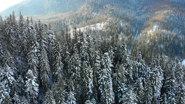 Christmas Trees in the Snow