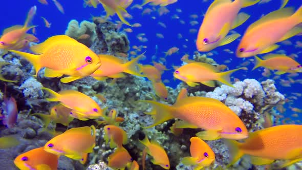 Beautiful Underwater Colorful Fishes