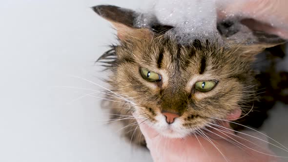 Portrait of a fluffy cat with foam in a white bath. Grooming procedure