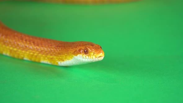 Tiger Python Molurus Bivittatus Morph Albine Burmese on a Green Background Screen. Close Up