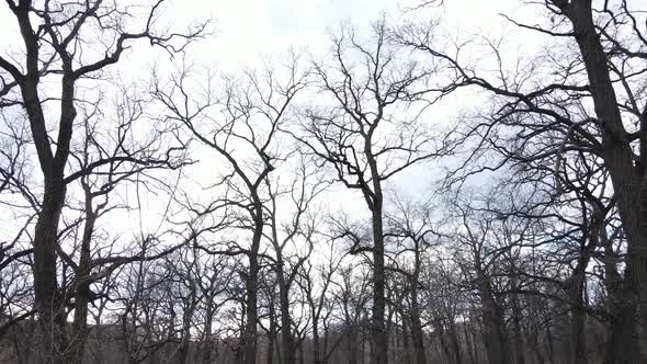 Forest with Trees Without Leaves During the Day