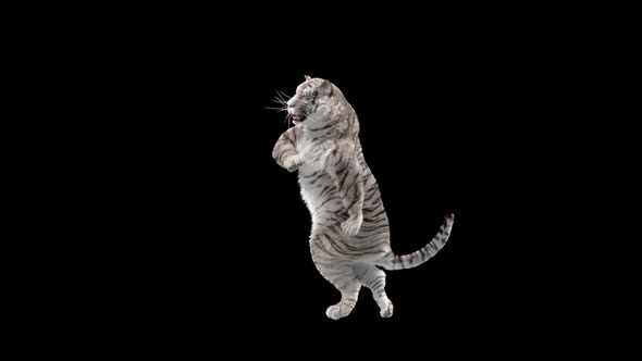 White Tiger Dancing HD